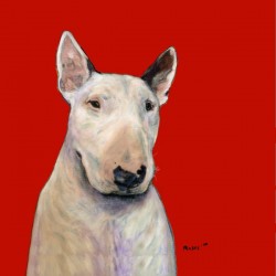 BULL TERRIER ON RED
